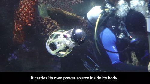 鱿鱼黑科技爆料视频,颠覆传统捕捞，未来海洋探索新篇章